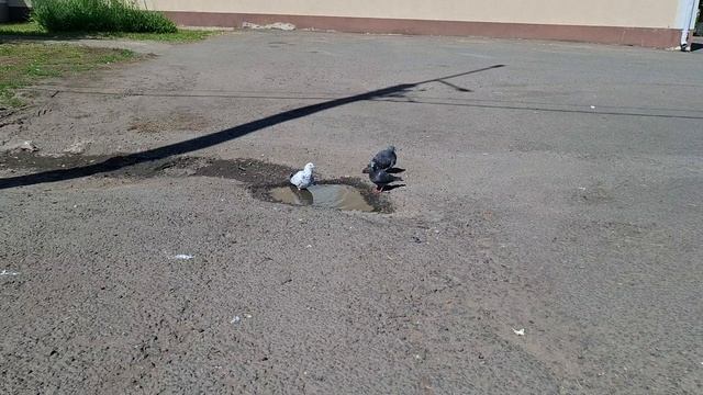 В Алексеевском районе, среди раскалённого асфальта, запечатлелась живописная сцена.