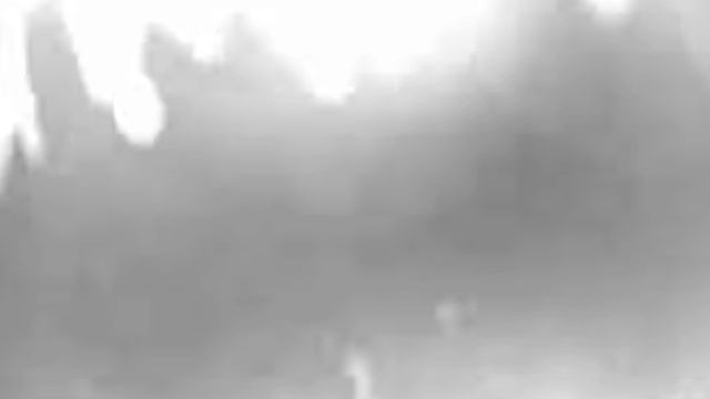 Кабаны видео фотоловушки