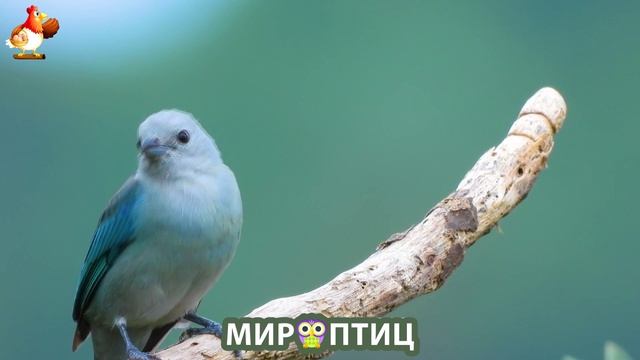 Мир птиц – красота и грация пернатых созданий Природы 🦩🦚🦜 Выпуск (166) 🦉🐦🐤