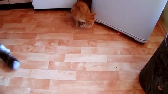 кошки играют