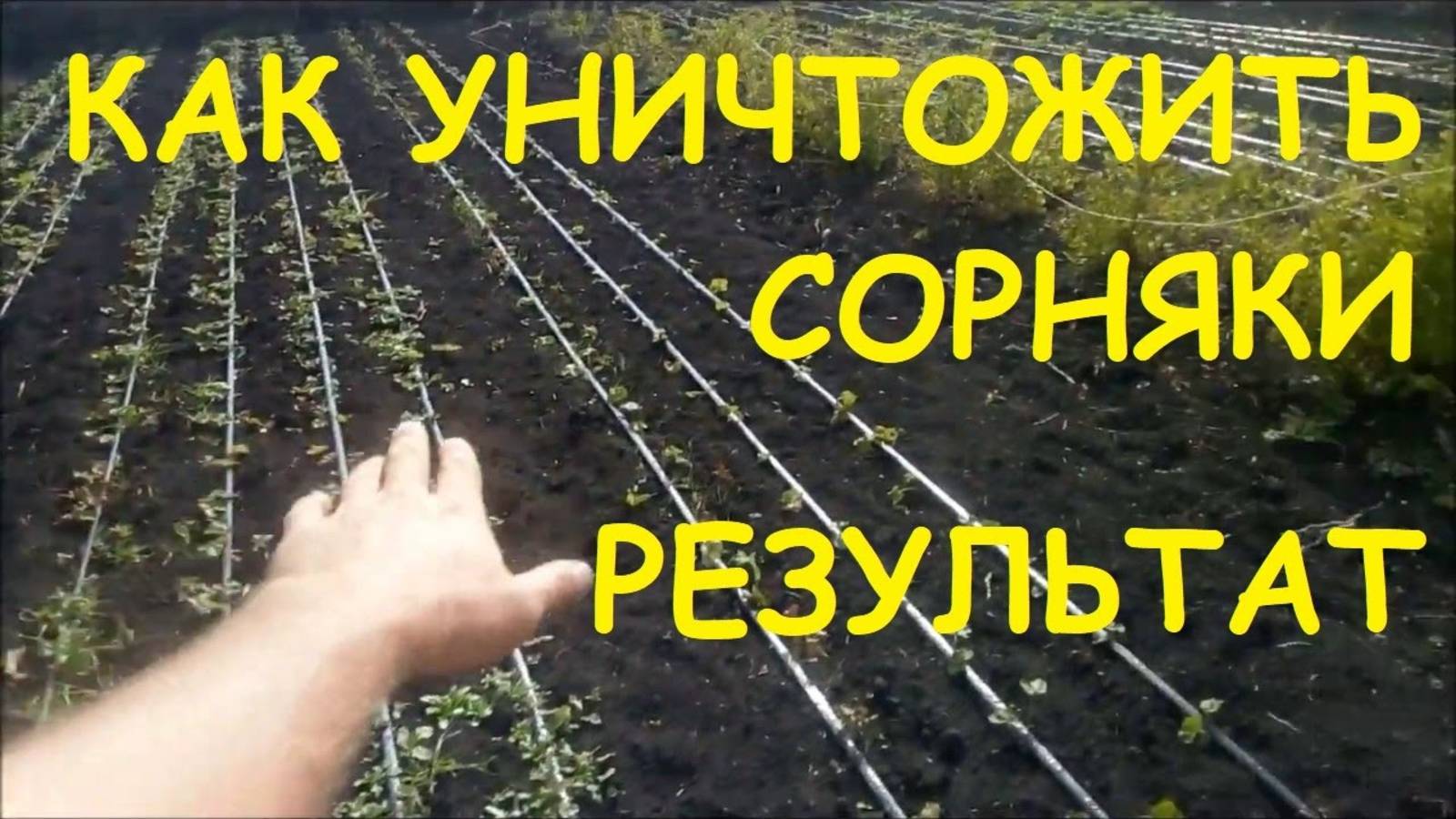 РЕЗУЛЬТАТ ЧТО ПОЛУЧИЛОСЬ КАК УНИЧТОЖИТЬ ЛЮБЫЕ СОРНЯКИ