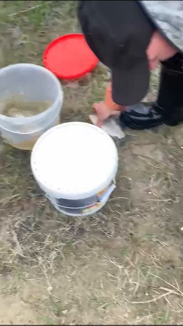 знакомые сегодня наловили ))
