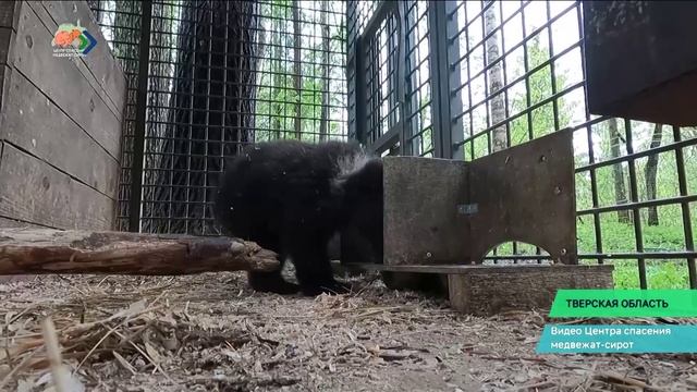 Косолапая сирота Кира из Троицко-Печорского района осваивается в тверском Центре спасения медвежат с