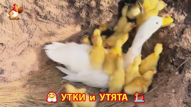 Утки с Утятами гармония во дворе 🦆🤗❣️(24)