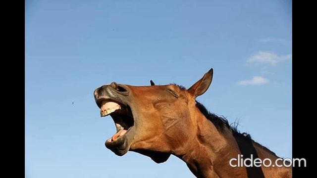 STRAIGHT FROM THE HORSES MOUTH