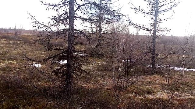 И у нас муравьи проснулись