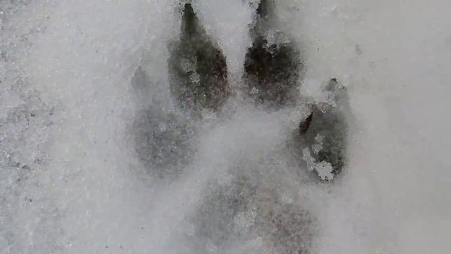 То, что сделал СТАРЫЙ ВОЛК, девушка будет помнить всю жизнь