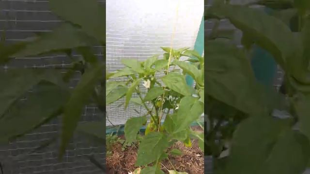 Томат Манго  Джанго 🤔 Часть 6