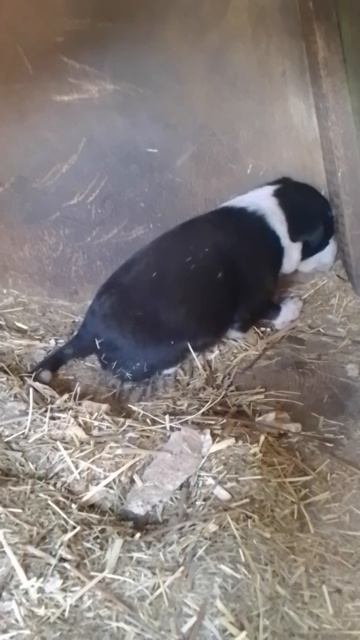 VID_20250529_114544.mp4