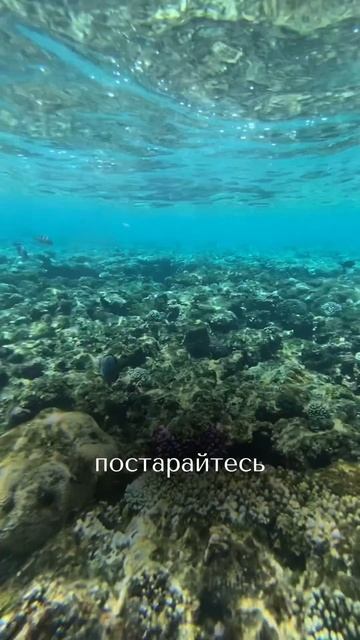 Как не стать жертвой акул в Египте