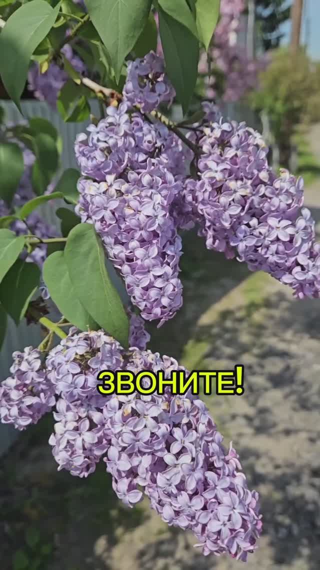 СНТ ПАРИЖ