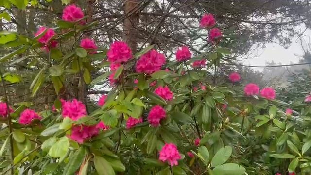ЦВЕТЕНИЕ РОДОДЕНДРОНОВ И АЗАЛИЙ НА ПЛАНТАЦИИ В БЕЛАРУСИ