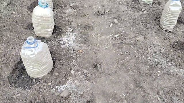 Сажаю огурцы в грунт из стаканчиков