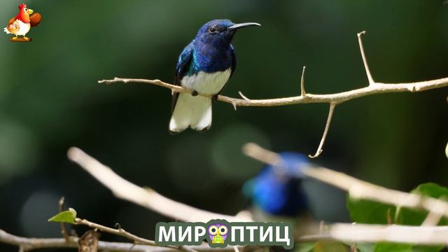 Мир птиц – красота и грация пернатых созданий Природы 🦩🦚🦜 Выпуск (165) 🦉🐦🐤