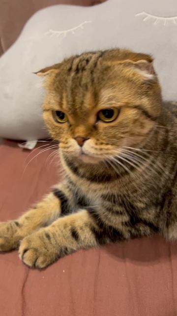 Милая кошечка 🐈