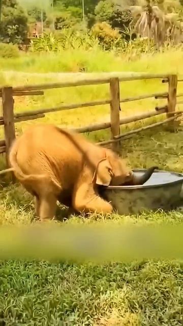 Самые забавные детеныши животных 🐘🥰 #животные #милыеживотные