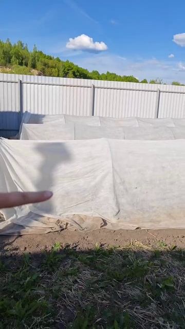 Высаживаем огурчики 🌱