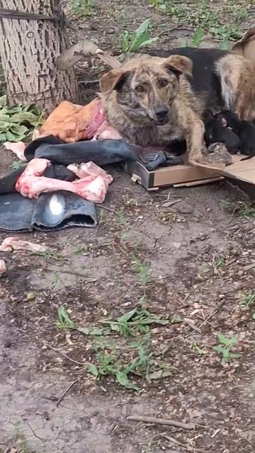 Очевидцы сообщают, что на Мирном в Макеевке мужчина избил свою собаку, привязал её к дереву и кинул