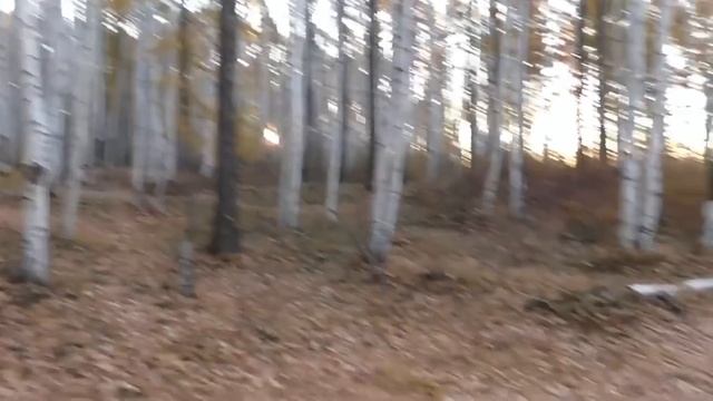 Тропа к могиле Улукиткана - проводника эвенка в экспедициях писателя Г. А . Федо
