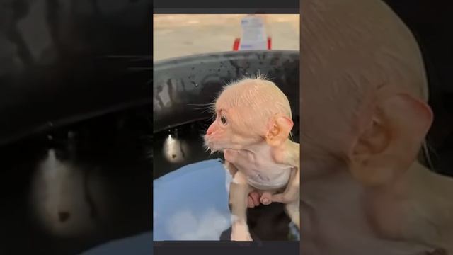 Утренние процедуры for Little monkey Duke  1000008612.mp4