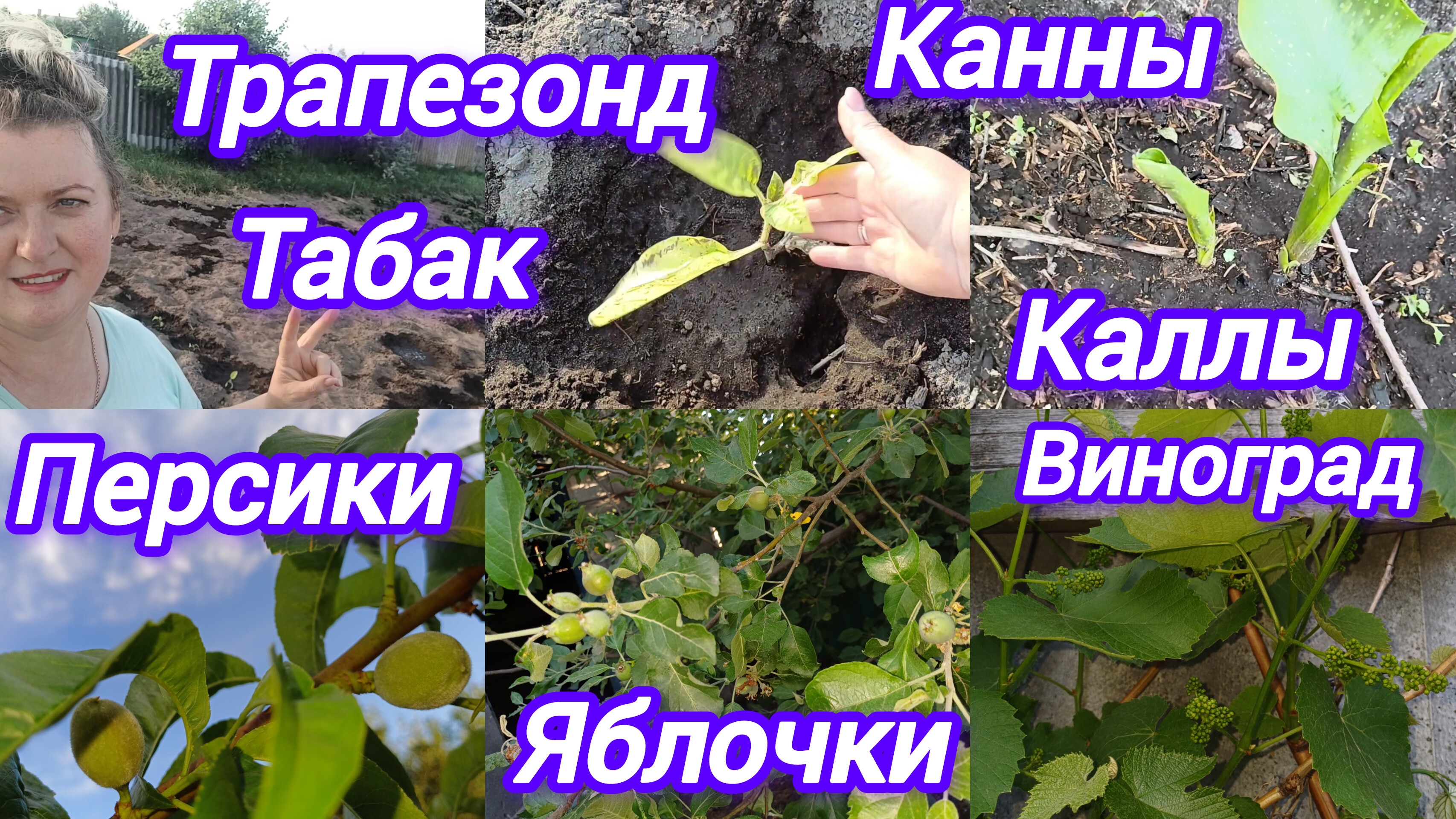 ПОЛИВАЮ ОГОРОД. ПОСАДИЛА ТРАПЕЗОНД