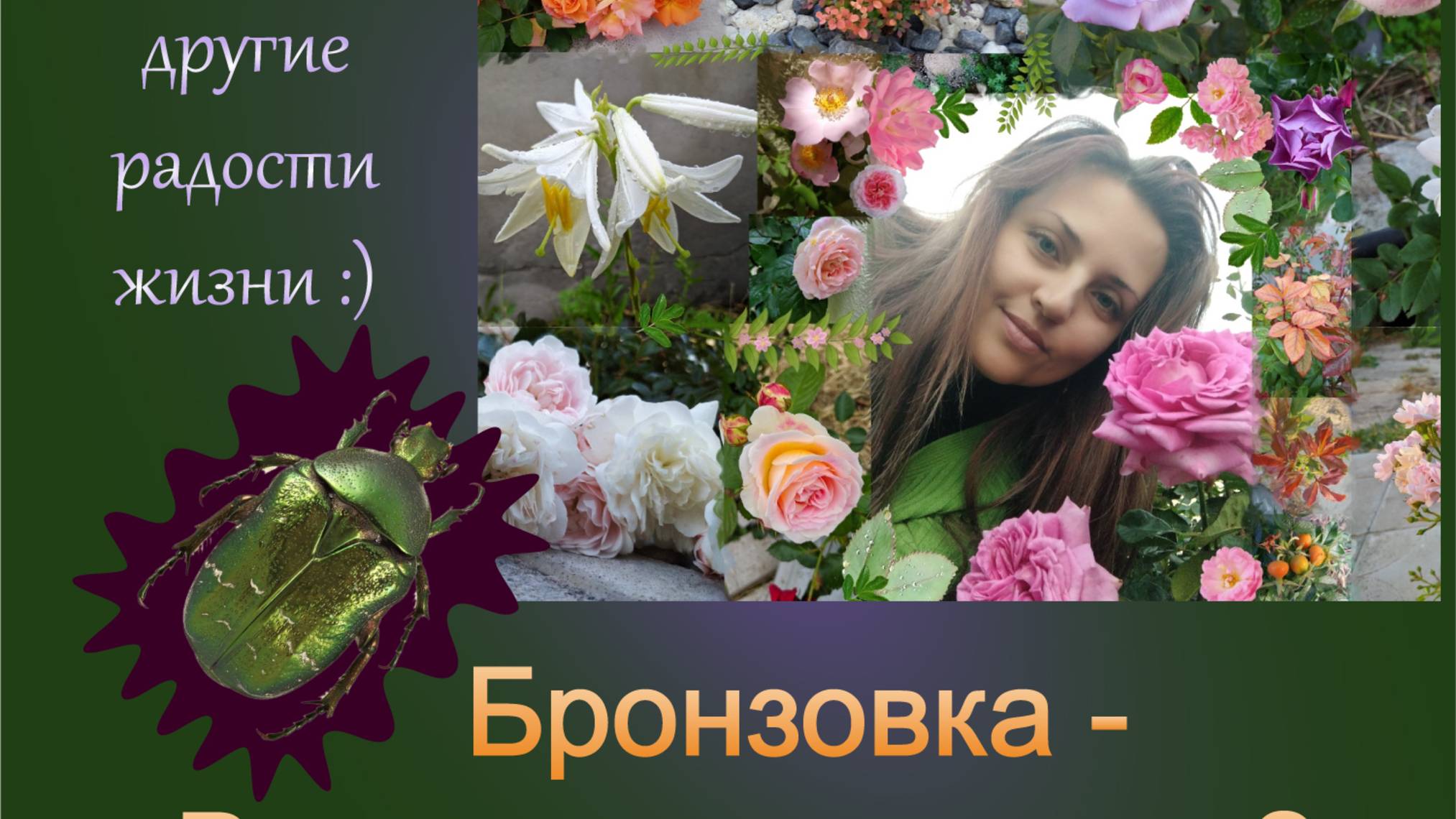 Жук Бронзовка в саду - вред или польза? Бронзовка на розах. Что едят бронзовки?