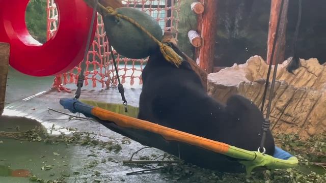 😄 Малышка Машенька борется со своим непослушным мячом и никак не может одержать победу.