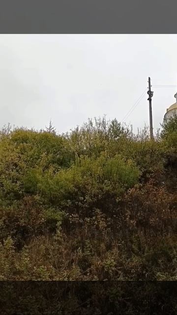 Молома...