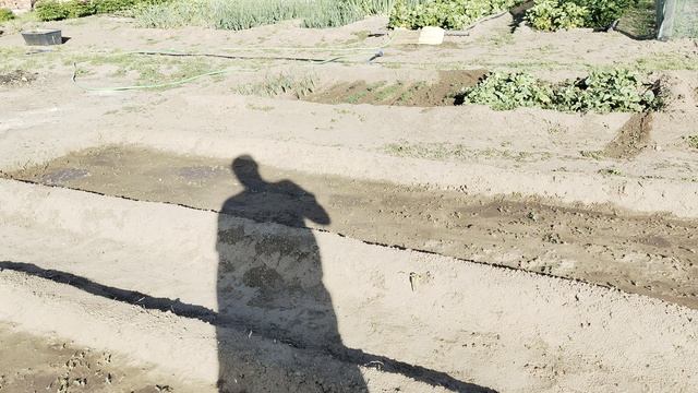 29,05. Приехали поливать грядки