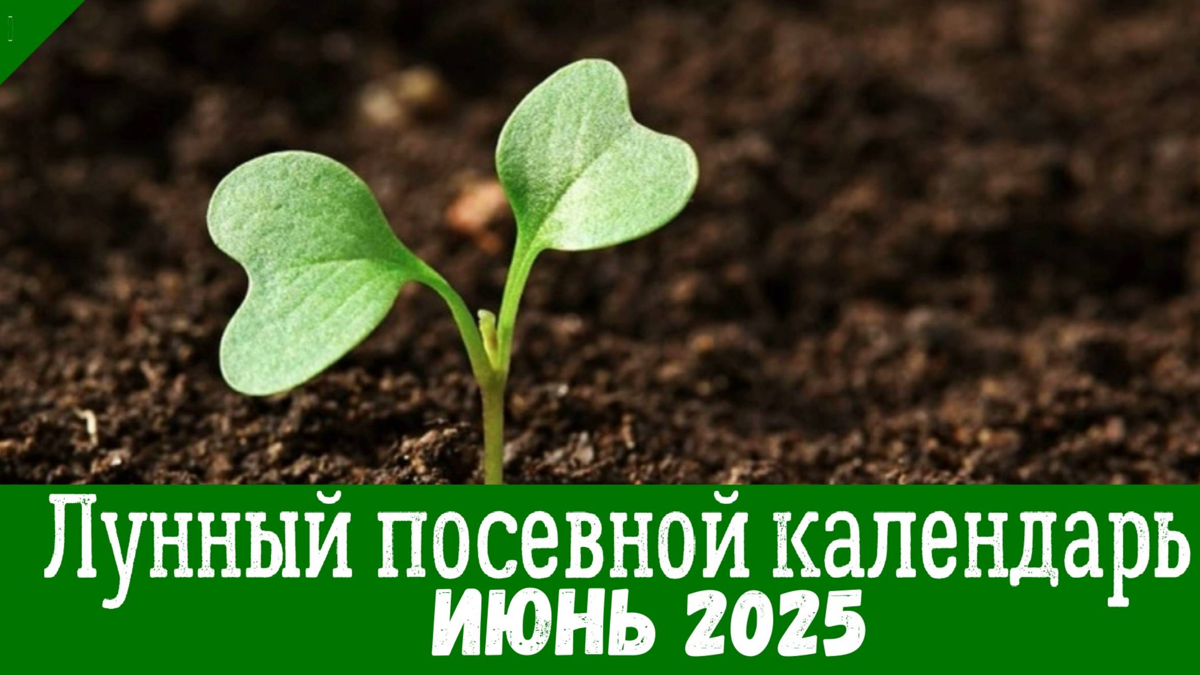 КАЛЕНДАРЬ САДОВОДА-ОГОРОДНИКА НА ИЮНЬ 2025. Что и когда посеять в июне по лунному календарю