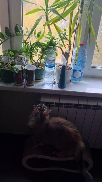 Охота на подоконнике