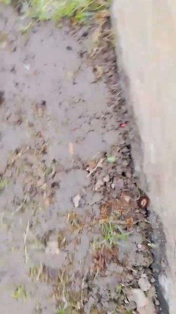 Лягушонка нашёл в теплице!
