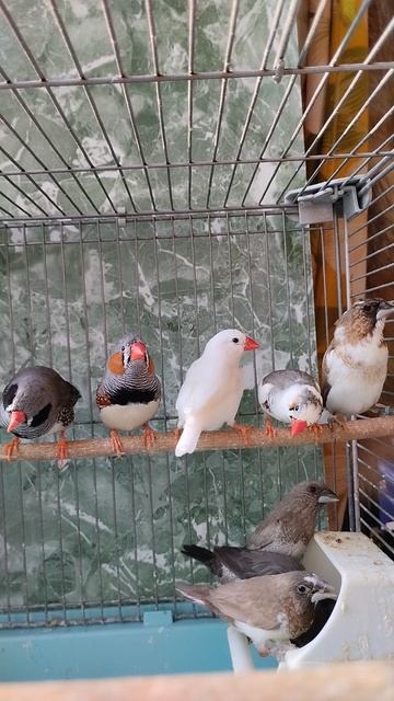 Японские, зебровые амадины