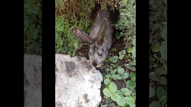 InShot_20230806_134031026.mp4