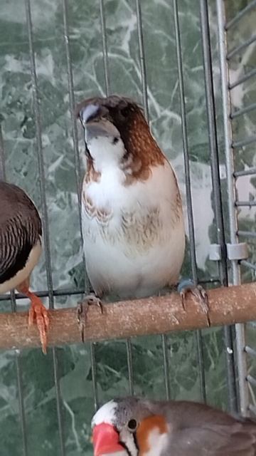 Японские амадины