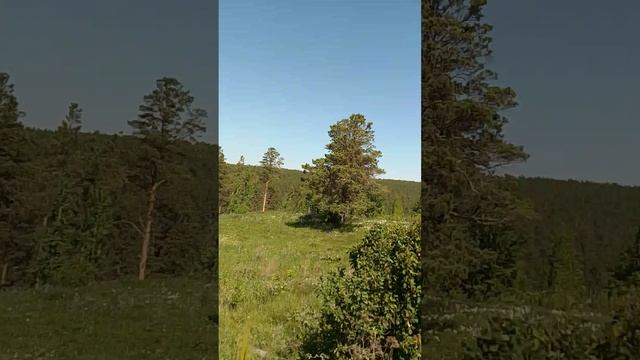 Я иду в село Курьи.