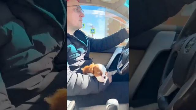 ФотоПриветик из Норильска 🐶🧿 Кавалер Кинг Чарльз спаниель щенки от заводчиков РФ 🇷🇺