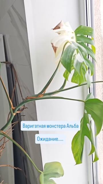 Честный отзыв о монстерах.