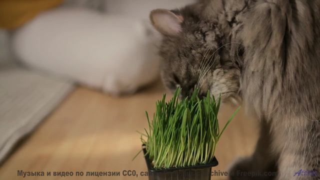 Эти пейзажи созданы для того, чтобы влюбляться снова и снова... - Iemanjo - Ciencia (Scott Nice Remi