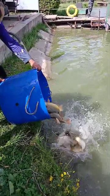 WhatsApp Video 2025-05-29 at 15.16.23