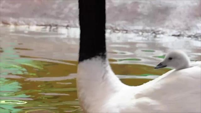 🦢 В Московском зоопарке на свет появился птенец черношейного лебедя