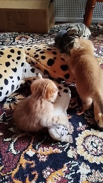 котята