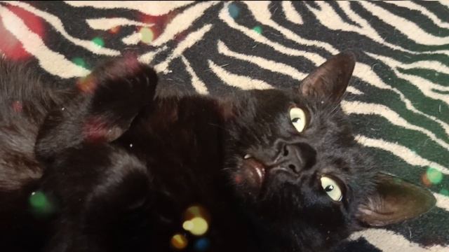 Котик или кролик?🐈⬛🐇