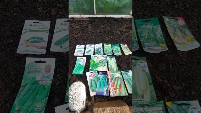 Посадка огурцов поэтапно