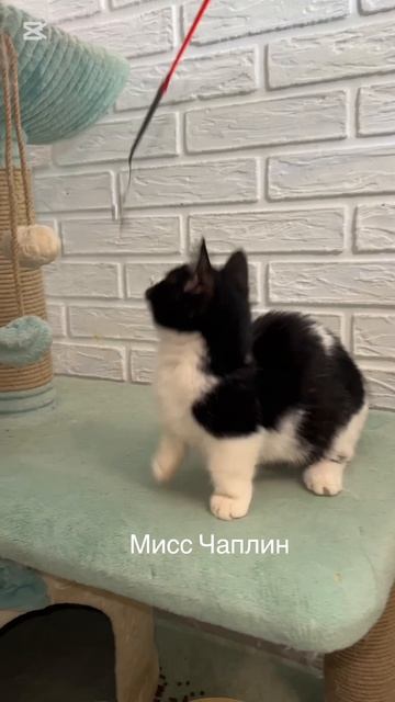 Миссис Чаплин
Очаровательная кошечка манчкин.