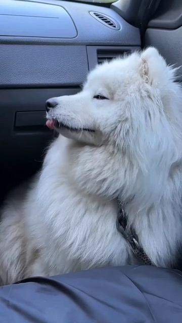 ⭐✨