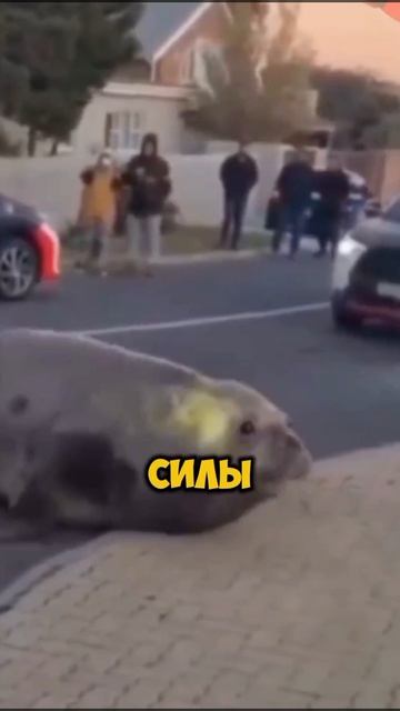 Морской лев вышел к людям [OGN]
