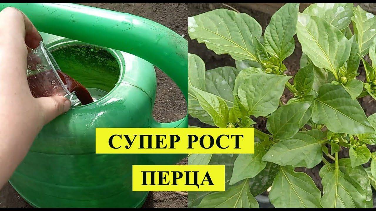САМАЯ МОЩНАЯ ПОДКОРМКА ПЕРЦА ДЛЯ РОСТА