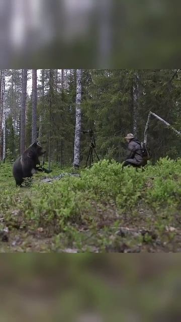 Meeting a bear in the forest