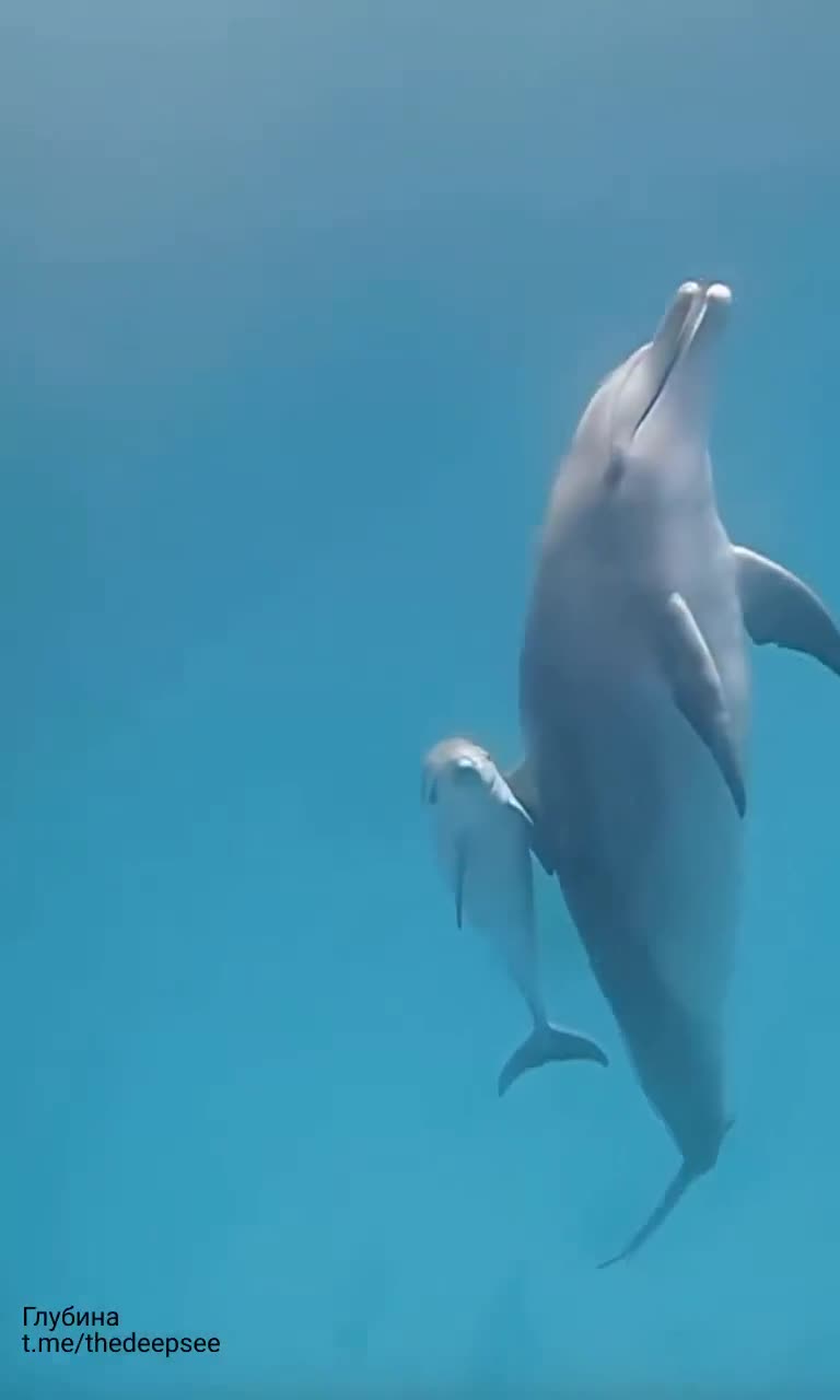 Бутылконосый дельфин (Tursiops truncatus) — один из самых узнаваемых и умных обитателей океана.
